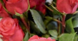 Sind nach wie vor der Klassiker am Valentinstag &ndash; rosa und rote Rosen.