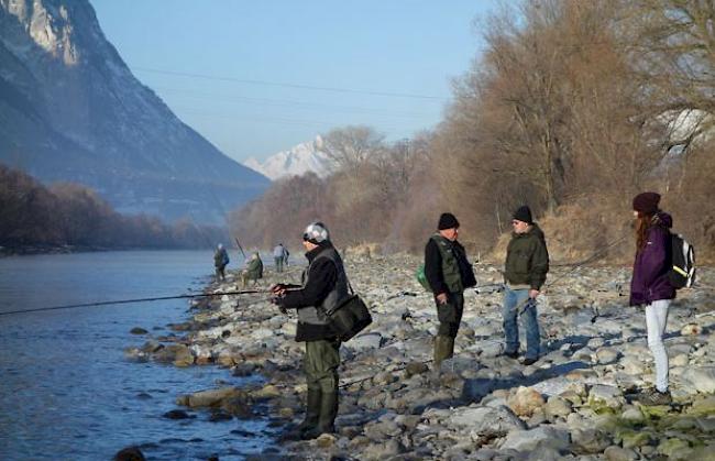 Mehr als 2500 Fischer lösten im Wallis in den vergangenen Jahren jeweils ein Jahrespatent. 