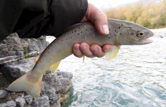 An die 50'000 Bachforellen ziehen die Walliser Fischer jährlich an Land. 