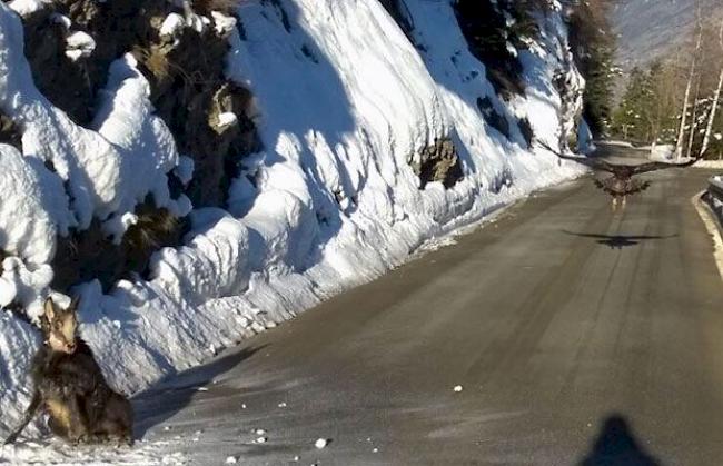 März 2015: Der aufgescheuchte Steinadler sucht das Weite, die Gämse bleibt verletzt liegen. 