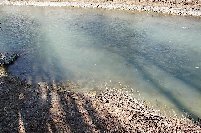 Das Erdloch. Äste am Vispa-Ufer vor dem Eingang der Biberhöhle, wo sich die Tiere tagsüber aufhalten.