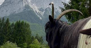 Eine Schwarzhalsziege unterwegs auf einer saftig gr&uuml;nen bayrischen Wiese.