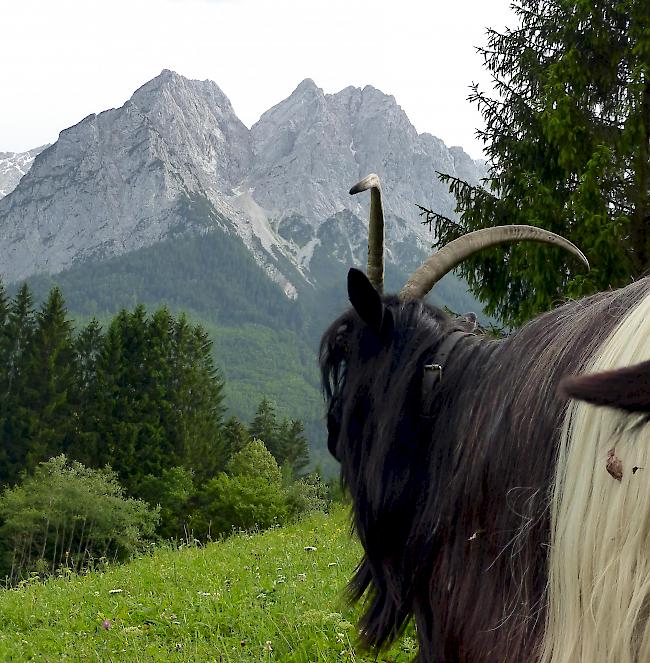 Eine Schwarzhalsziege unterwegs auf einer saftig grünen bayrischen Wiese.