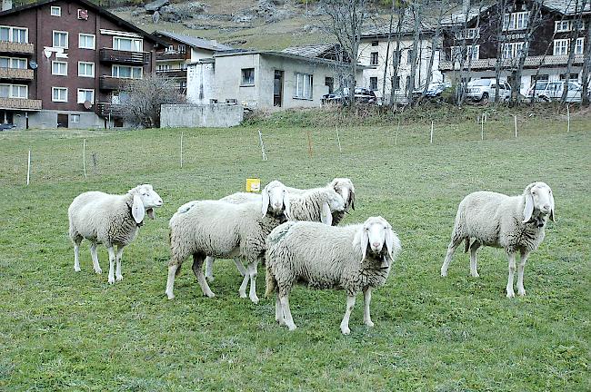 Saaser Mutten und Tiroler Bergschafe sind sich sehr ähnlich. 