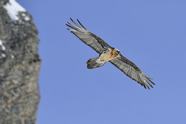 Imposant. Bartgeier wie diejenigen von Leukerbad gehören zu den grössten flugfähigen Vögel der Welt.