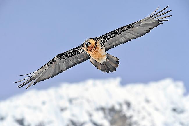 Imposant. Bartgeier wie diejenigen von Leukerbad gehören zu den grössten flugfähigen Vögel der Welt.