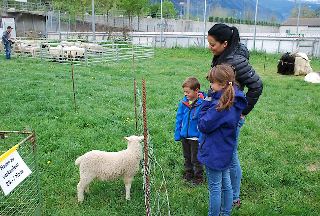 Gross- und Kleinviehschau in Naters