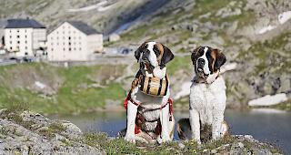 Die Fondation Barry bietet den Foto-Bernhardinern aus Zermatt ihre Unterst&uuml;tzung an.