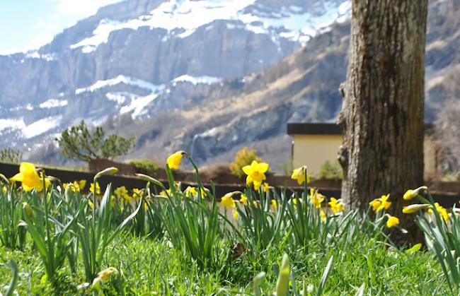 An die 55 000 Narzissen blühen in Leukerbad.