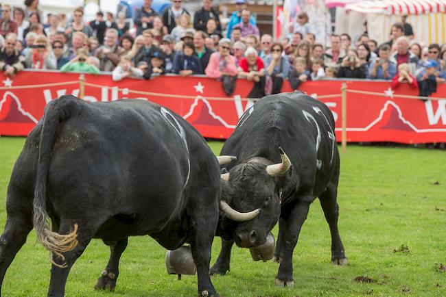 Stechfest auswärts: Erstmals wurde an der BEA in Bern ein Ringkuhkampf durchgeführt.