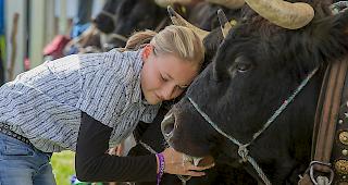 Stechfest ausw&auml;rts: Erstmals wurde an der BEA in Bern ein Ringkuhkampf durchgef&uuml;hrt.