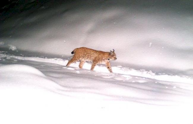 Ein im Wallis fotografierter Luchs.