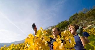 Das Wallis konnte 14 Podestpl&auml;tze beim Grand Prix du Vins Suisse abr&auml;umen. (Symbolbild)