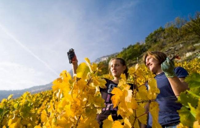 Das Wallis konnte 14 Podestplätze beim Grand Prix du Vins Suisse abräumen. (Symbolbild)