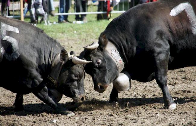 Bevor die Kampfkühe am Sonntag in die Goler-Arena geführt werden, müssen sie strenge Kontrollen durchlaufen. 