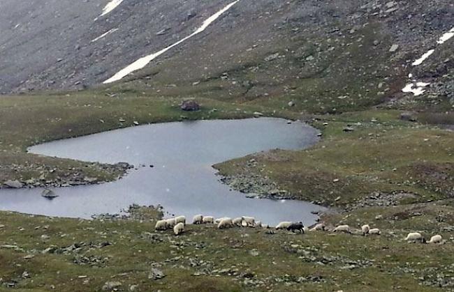 Sollten weitere Tiere zu Tode kommen, wollen die Schäfer sie von der Alpe holen. 