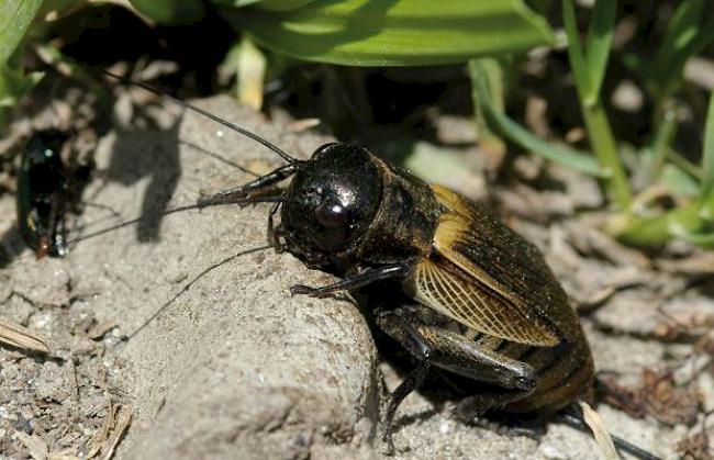 Die Feldgrille wurde von Pro Natura zum Tier des Jahres erkoren. 