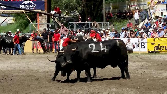 Ausscheidungskämpfe in der Kategorie I am Sonntag: «Galinka» mit der Nummer 24 qualifizierte sich im vergangenen Herbst als Fünftplatzierte des Comptoirs in Martinach für das Nationale Finale. 