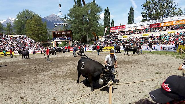 «Babylone» von Fux Yvo aus Eggerberg holte am letztjährigen Finale in Aproz die Siegertreichel in der Kategorie I.  