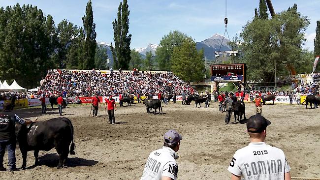 Aproz 2015: Die Tiere der Kategorie Erstmelken werden für den Finalkampf in die Arena geführt. 