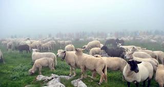 Schafe und Zuschauer auf der Gemmi