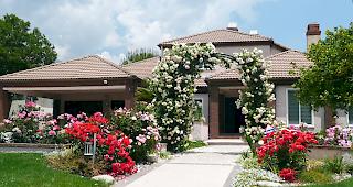 &laquo;S&uuml;dkalifornien hat ein ideales Klima f&uuml;r Rosen. Wenn der Rosenbogen in voller Bl&uuml;te ist, halten oft die Autos oder die Jogger auf der Strasse, um ihn zu bewundern.&raquo;