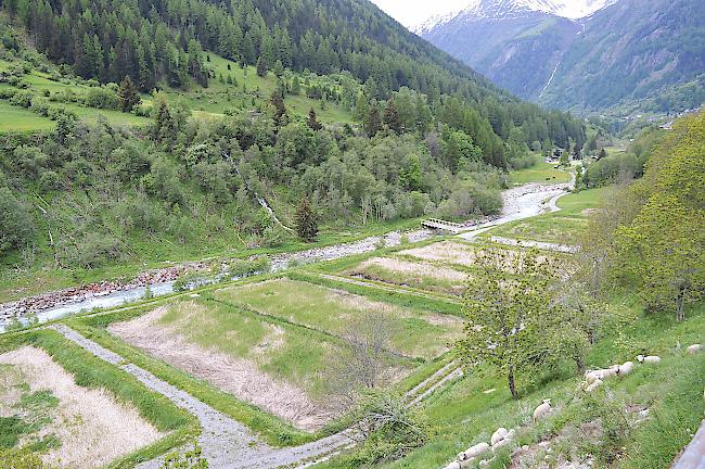 Mangelhafte Funktion: Die Wurzelraumkläranlage in Wiler sorgt weiterhin für Zündstoff. Schlecht gereinigtes Abwasser fliesst in die angrenzende Lonza.