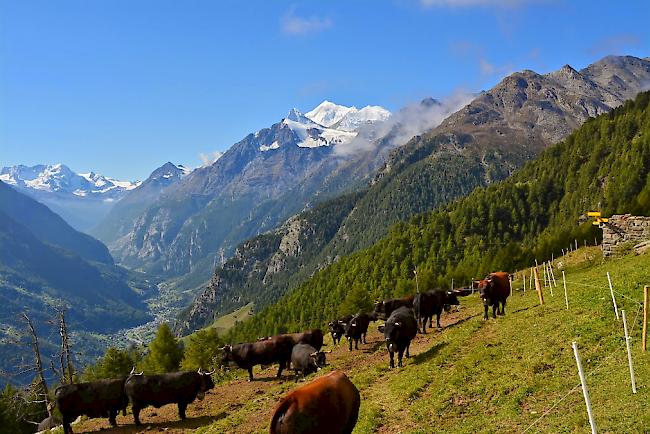 Bereits in den frühen Morgenstunden brechen die Züchter mit ihren Tieren zur Alpe auf. Ab 10 Uhr werden die Tiere zusammengeführt. (Archiv)