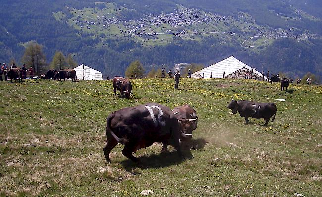 Am kommenden Samstag ziehen zehn Eringerzüchter mit ihren Tieren auf die Alpe Pletschen. Dort kommt es am «Bsetztag» zu einem ersten Kräftemessen. (Archiv)