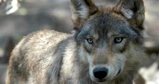 Ein Wolf sorgt einmal mehr f&uuml;r &Auml;rger bei Schafz&uuml;chtern.