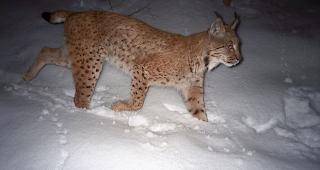 Im Winter. Auf der Suche nach Beute. 