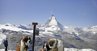 F&uuml;r Menschen zwar h&uuml;bsch, f&uuml;r die Tiere dagegen eine Qual. Ein Erinnerungsfoto mit den Bernhardinern in Zermatt.