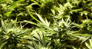 Laut der Beh&ouml;rde war es der zweitgr&ouml;sste Bet&auml;ubungsmittelfund dieses Jahr. (Symbolbild)