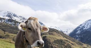 Der Wasserbedarf auf den Alpen ist hoch. (Symbolbild)