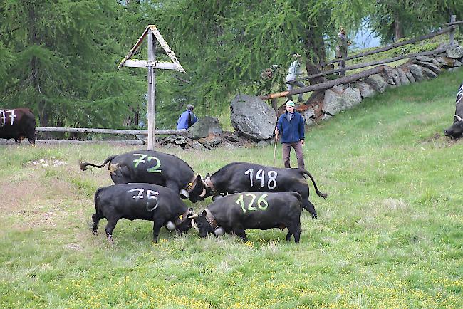 Impressionen vom «Bsetztag» auf der Moosalp