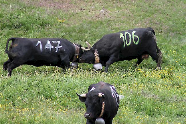 Impressionen vom «Bsetztag» auf der Moosalp