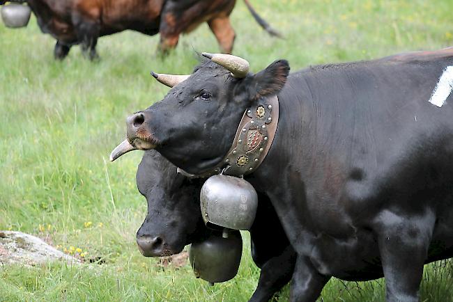 Impressionen vom «Bsetztag» auf der Moosalp