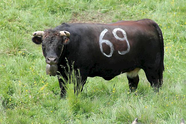 Impressionen vom «Bsetztag» auf der Moosalp