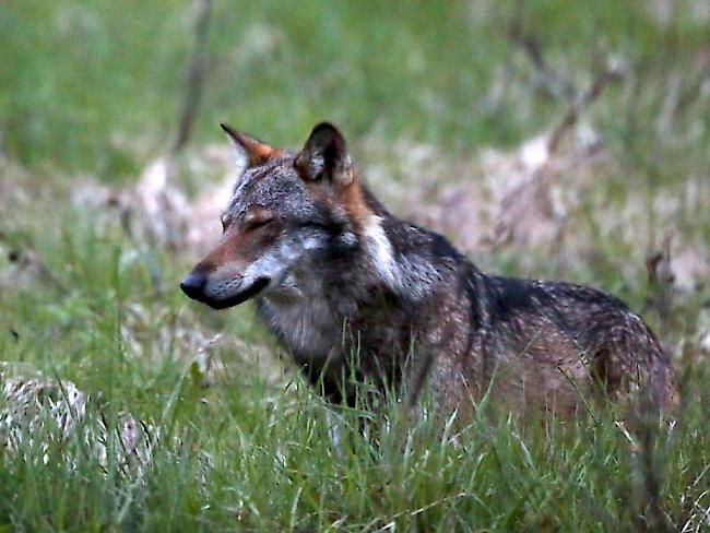 Im Kanton Uri ist ein Wolf zum Abschuss freigegeben worden. Ihn soll das gleiche Schicksal ereignen wie dem abgebildeten  Wolf "M35", der 2013 im Wallis erlegt worden ist.