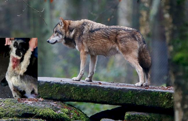 Das übel zugerichtete Schaf wurde vermutlich von einem Wolf verletzt.