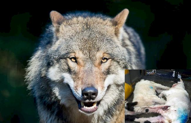 Nach einer heftigen Wolfattacke auf eine Schafherde mit etlichen gerissenen Tieren (kleines Bild) in Ginals geben die Schäfer die Alp auf.