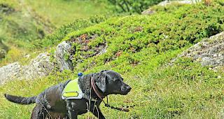 Ein Gel&auml;ndesuchhund ist oft die letzte Chance, einen Vermissten in unwegsamem Gel&auml;nde zu finden.