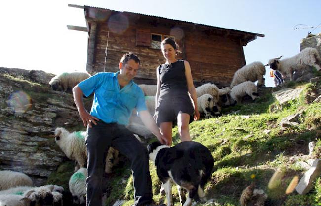 Auf der Moosalp schaut eine Hirtin mit Hund zu den Schafen. 