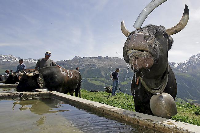 Verschmutzte Brunnen festgestellt: Sechs Walliser Gemeinden müssen neue Trinkwasserfassungen einrichten (Symbolbild).