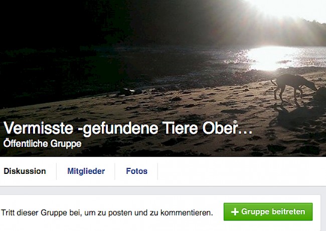 «Vermisste - gefundene Tiere Oberwallis»: Hier suchen Haustierbesitzer auf eigenen Faust nach ihren Tieren. Manchmal wird auch ein Tier wieder gefunden.