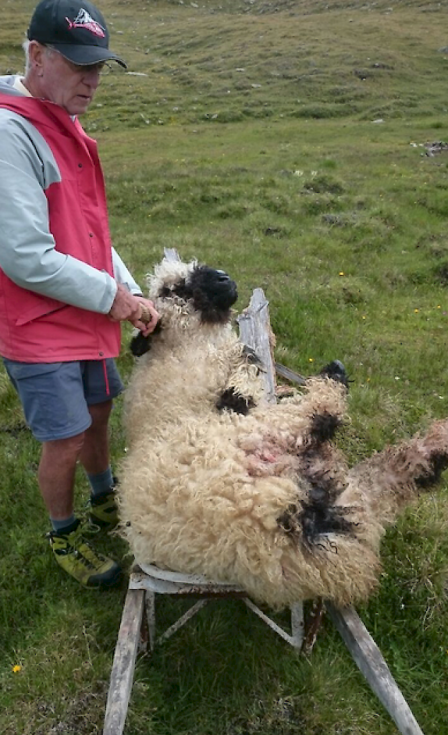 Siegfrid Oggier verlor durch einen Wolfsangriff bei Tag wertvolle Zuchttiere.