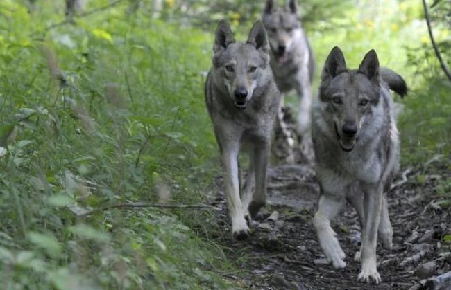 Ob es in der Region Augstbord ein Rudel gibt, scheint Definitionsfrage zu sein. (Symbolbild)