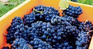 Im vergangenen Jahr konnten mehr als 52 Millionen Kilogramm Trauben eingekellert werden.  