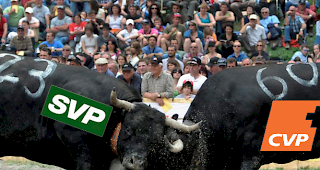 Beim Stechfest in Visperterminen steht sowohl eine SVP- als auch eine CVP-Kuh im Einsatz.
