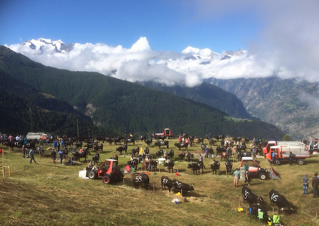 Impressionen von Sommer-Stechfest  in Visperterminen